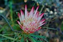 Protea