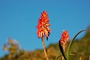 Aloe Flowers