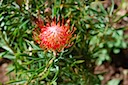 Pincushion Protea