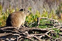 Dassie