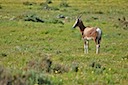 Bontebok