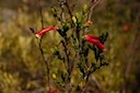 Red Ericas