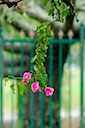 Bougainvilleas