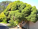 Broccoli Tree