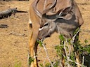 Kudu