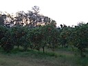 An Orange Grove