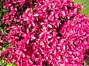 Magenta Bush