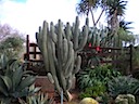 Cactus Garden