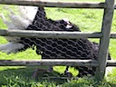 Protective Male Ostrich