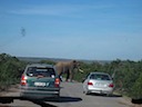 Elephant crossing