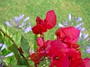 Bougainvilleas