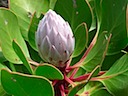 King Protea